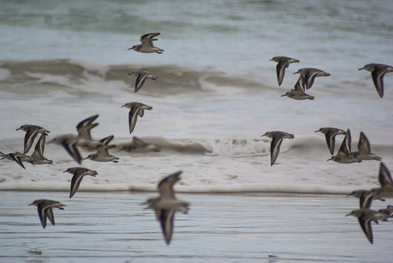 birds-in-flight