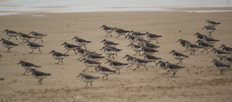 birds-on-beach