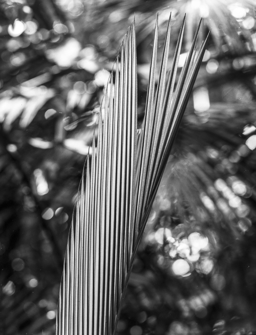 fronds-1